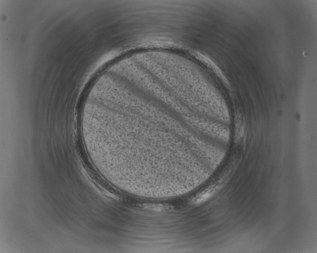 X0000081360439200702020144