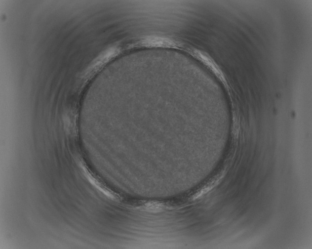 X0000081360441200702020144