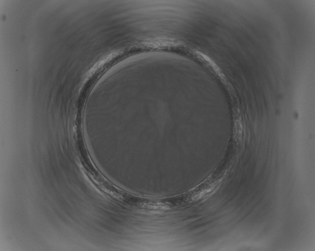 X0000081360443200702020144