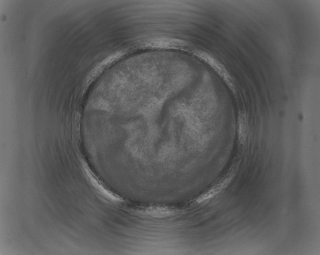 X0000081360445200702020144