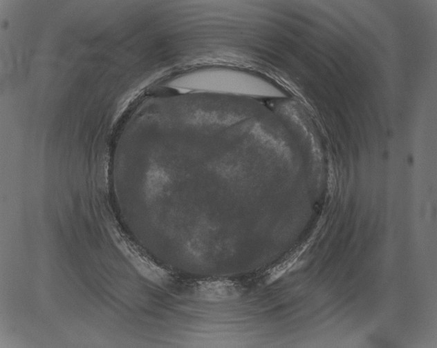 X0000081360446200702020144