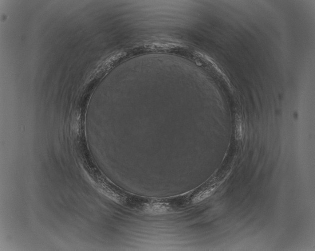 X0000081360451200702020144