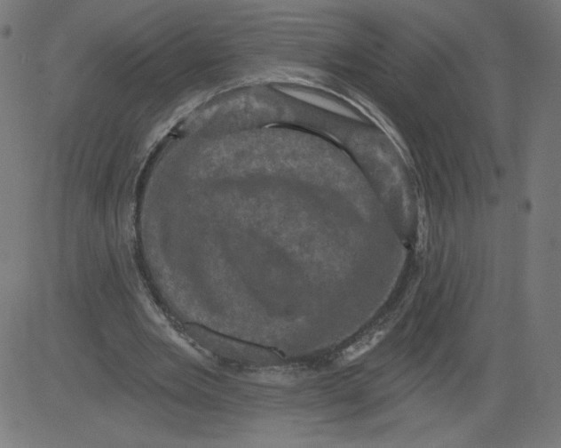 X0000081360485200702020144