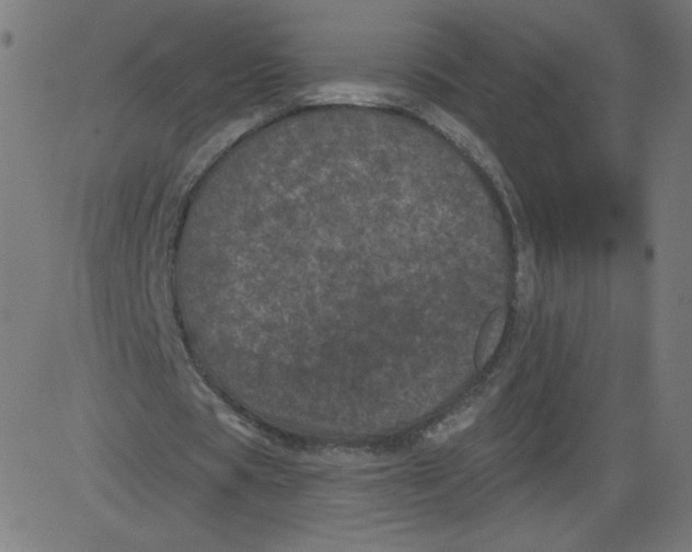 X0000081360529200702020142