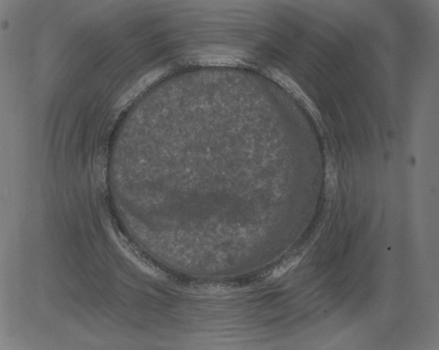 X0000081360533200702020142