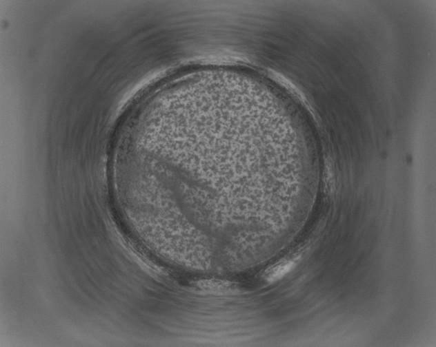 X0000081360535200702020142