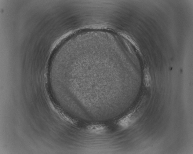 X0000081360536200702020142