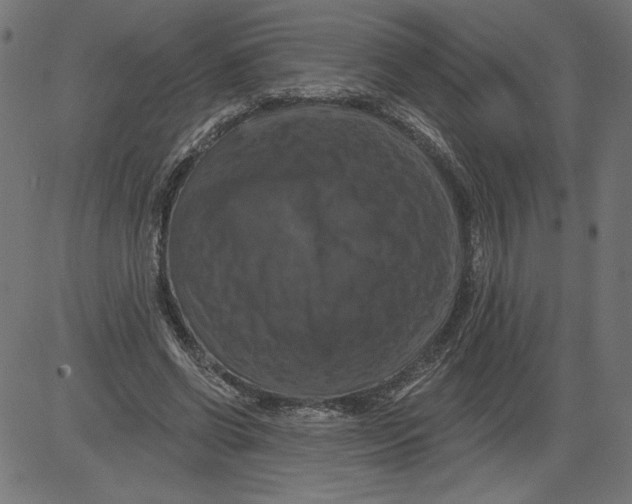 X0000081360542200702020142