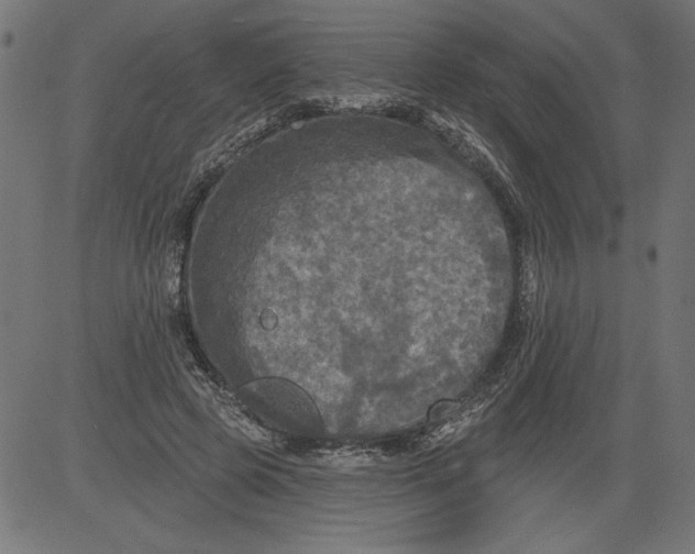 X0000081360545200702020142