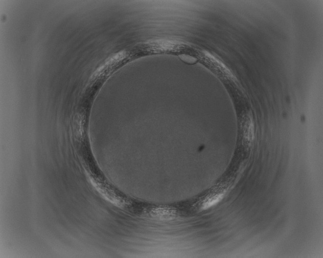 X0000081360546200702020142