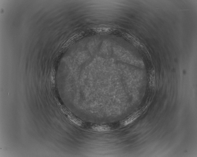 X0000081360561200702020143