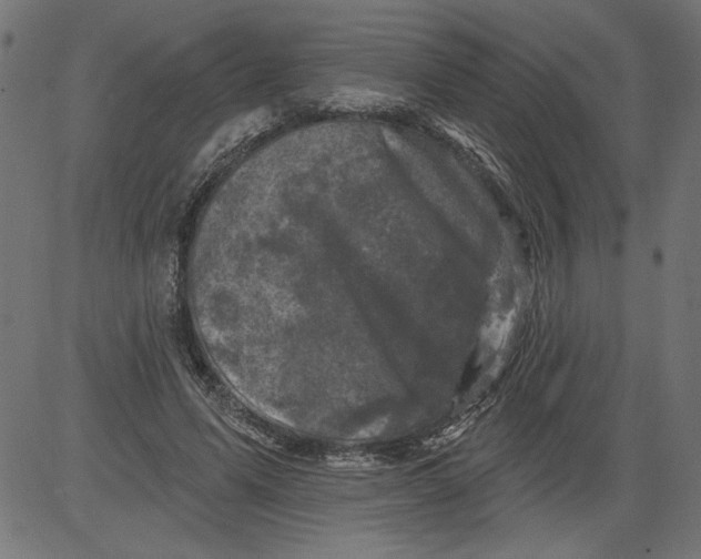 X0000081360591200702020142