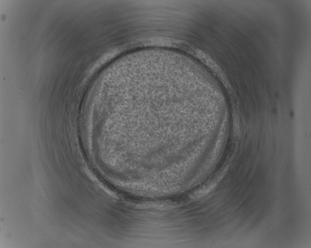 X0000081360625200702020141