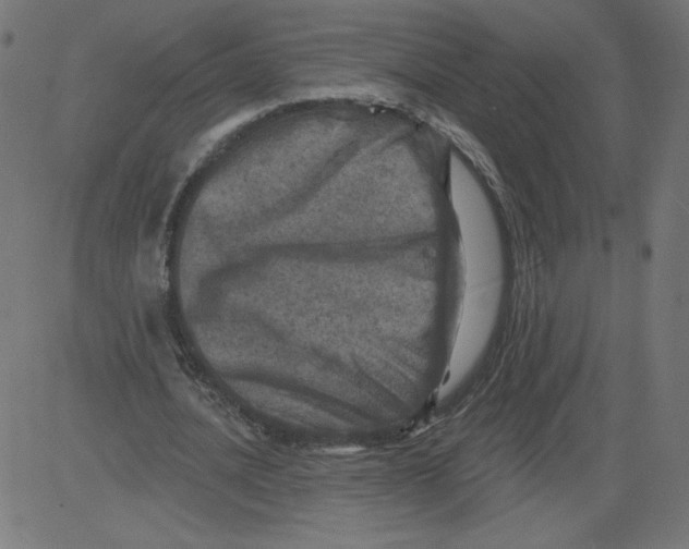 X0000081360628200702020141