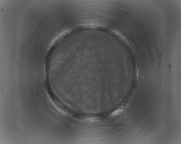 X0000081360638200702020141