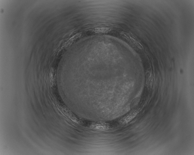 X0000081360655200702020141