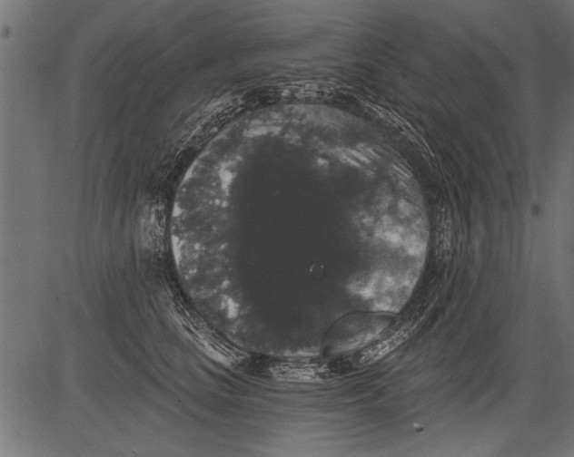 X0000081360661200702020141