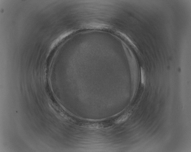 X0000081360675200702020141