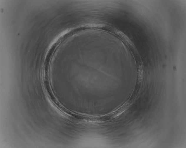 X0000081360726200702020139