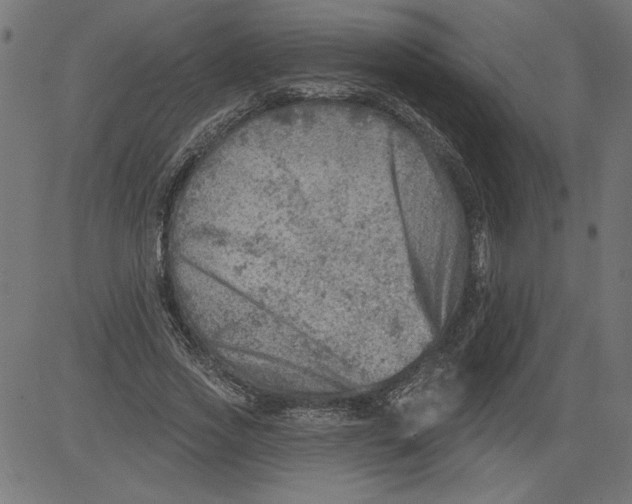 X0000081360733200702020139