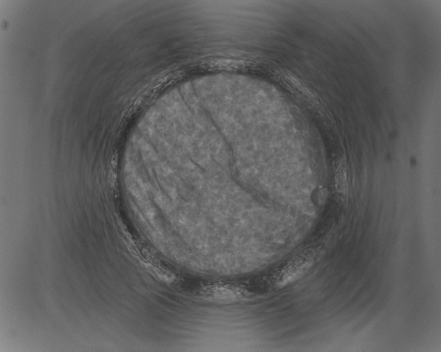 X0000081360737200702020139