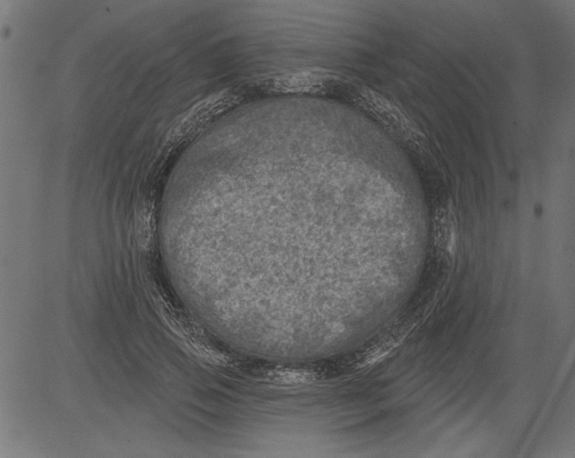 X0000081360741200702020139