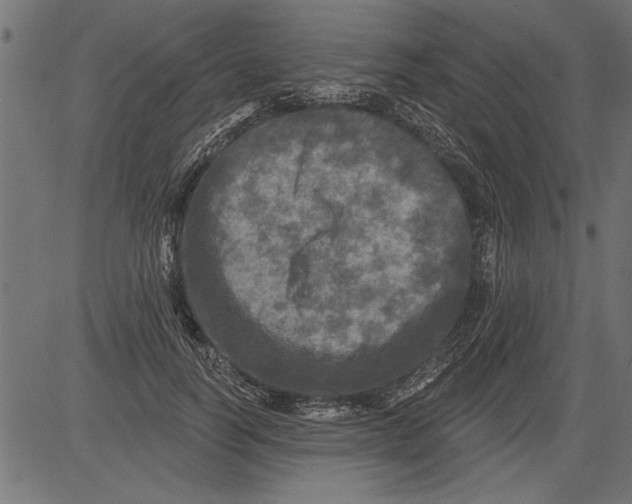 X0000081360746200702020139