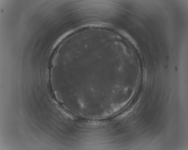 X0000081360829200702020138