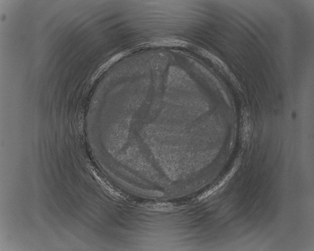 X0000081360833200702020138