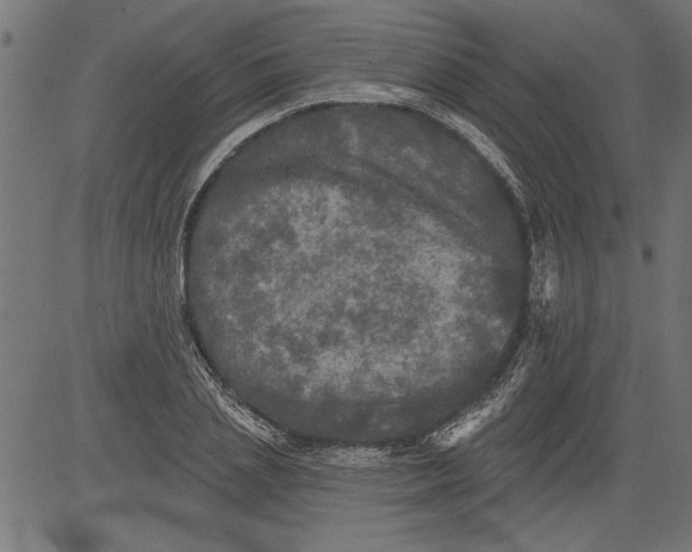 X0000081360837200702020138