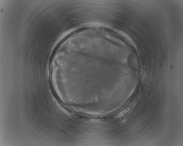 X0000081360839200702020138