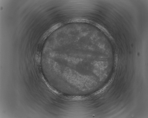 X0000081360841200702020138