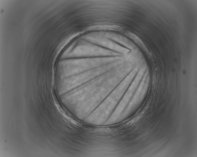 X0000081360844200702020138