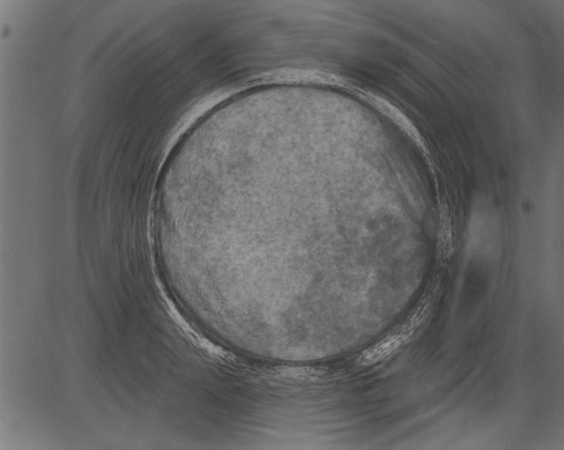 X0000081360847200702020138