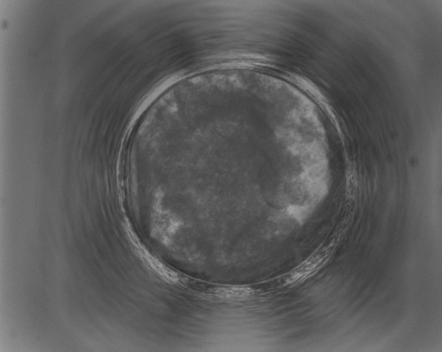 X0000081360859200702020138