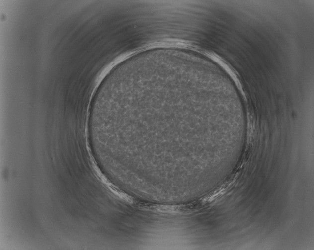 X0000081360861200702020138