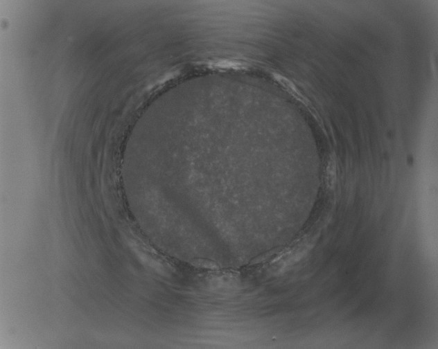 X0000081360865200702020138