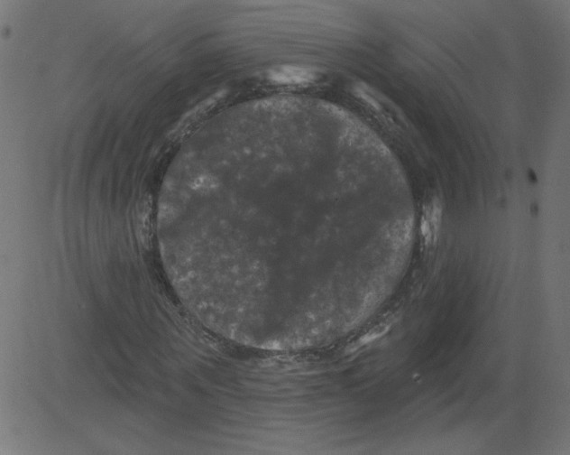 X0000081360867200702020137