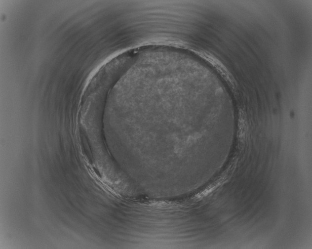 X0000081360880200702020137