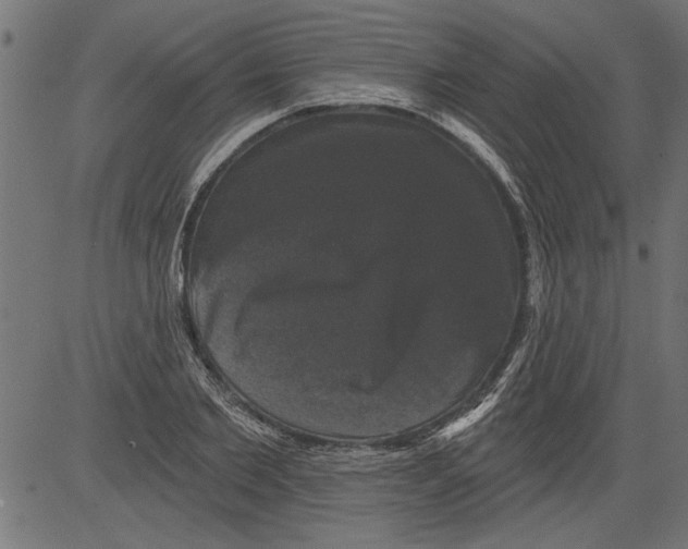 X0000081360885200702020137