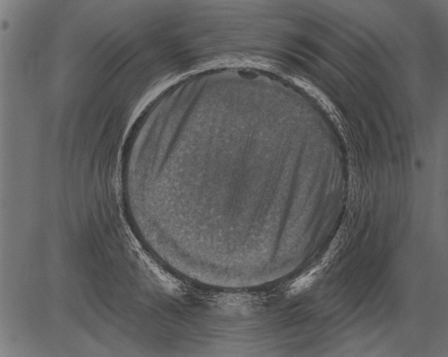 X0000081360894200702020137