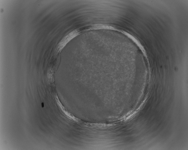 X0000081360905200702020137