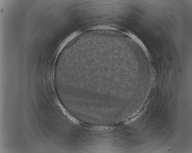 X0000081360909200702020137