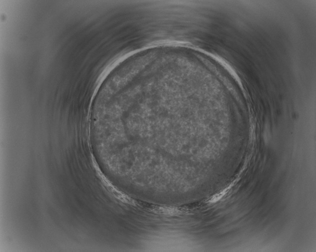 X0000081360911200702020137