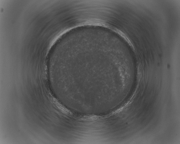 X0000081360926200702020136