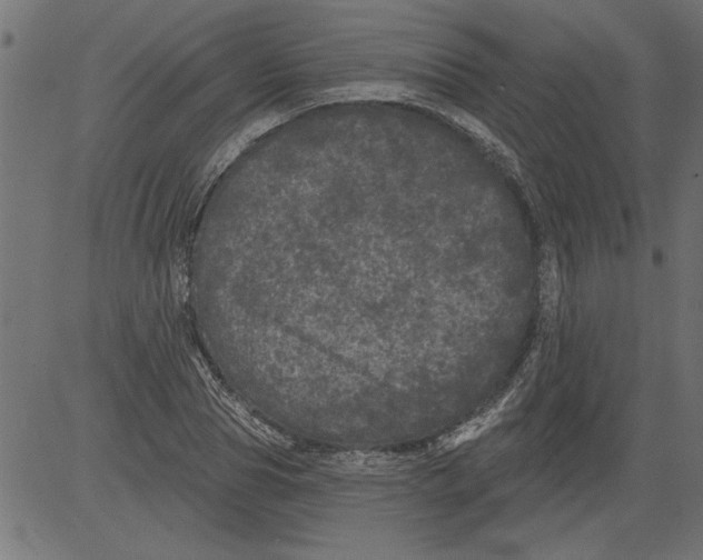 X0000081360929200702020136