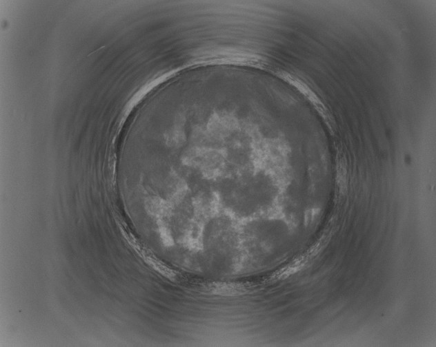 X0000081360933200702020136