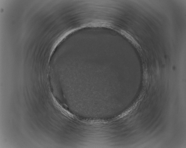 X0000081360934200702020136