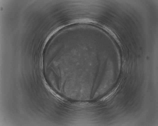 X0000081360939200702020136