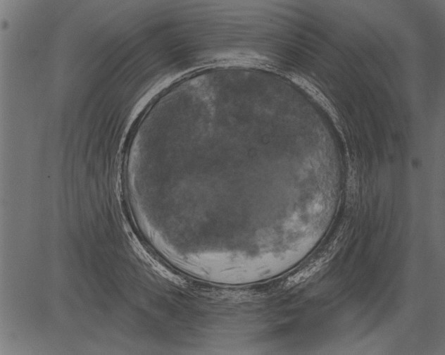 X0000081360941200702020136